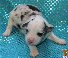 miniature australian shepherd puppy posted by Kimberly Jones
